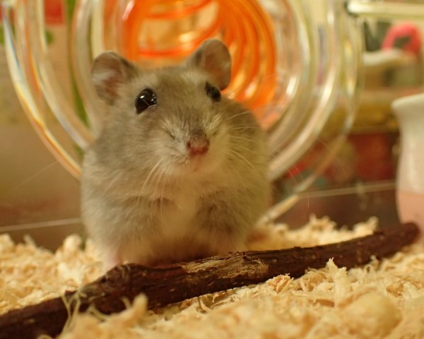 愛くるしく飼いやすくて大人気のペットハムスターに今一番おすすめの餌は Yell 愛くるしく飼いやすくて大人気のペットハムスターに今一番おすすめの餌は Yell